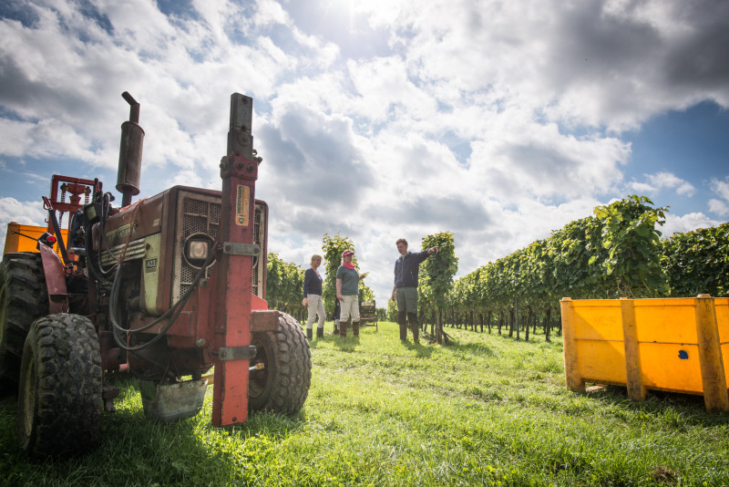 Wijnoogst 2015