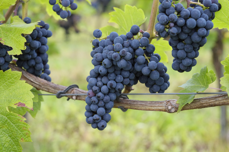 Wijndruiven