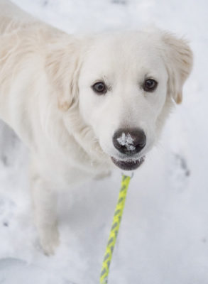 Bailey met sneeuw op de neus | Fotografie Gerhard Witteveen 