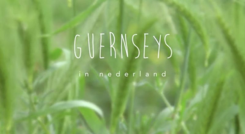 Guernseys in Nederland | Fotografie Gerhard Witteveen